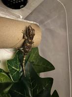 Gargoyle gekko- rhacodactylus auriculatus, Dieren en Toebehoren, Hagedis, Tam, 0 tot 2 jaar