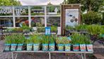 Waterplanten/vijverplanten/zuurstofplanten !  limburg, Ophalen, Nieuw