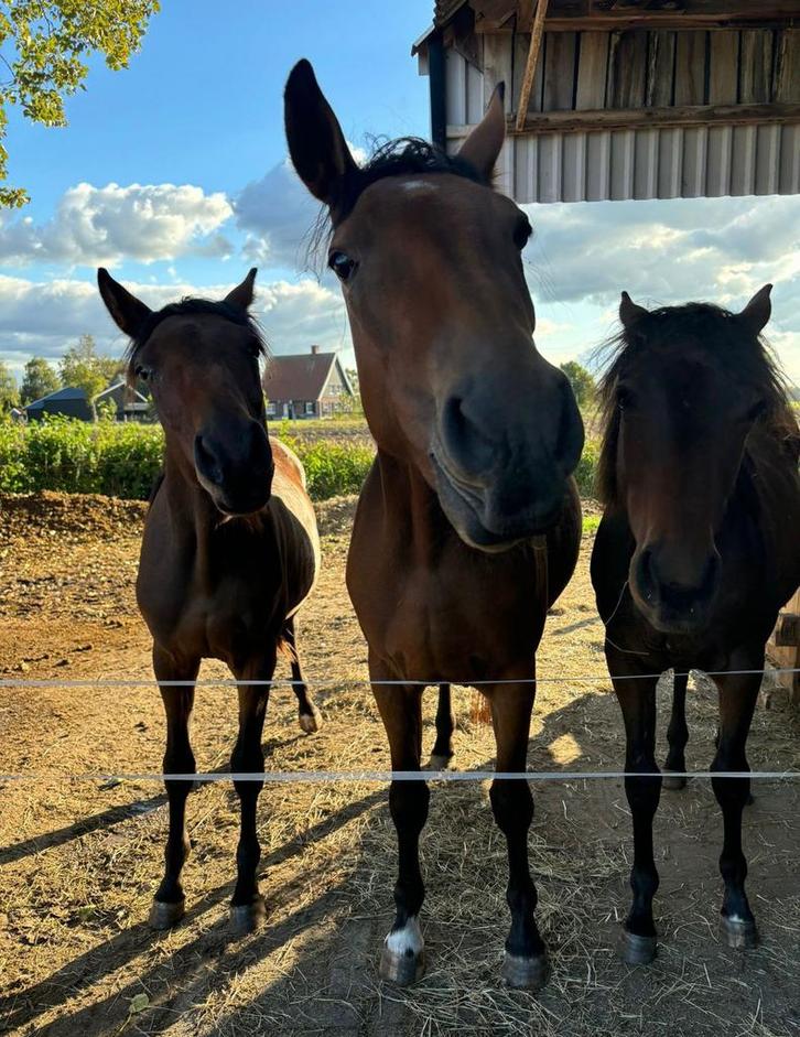Weidegang met schuilstal 5 paarden (Overijssel / Twente), Dieren en Toebehoren, Stalling en Weidegang, Weidegang, 4 paarden of pony's of meer