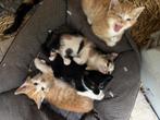Kittens, Dieren en Toebehoren, Katten en Kittens | Raskatten | Korthaar, Kater
