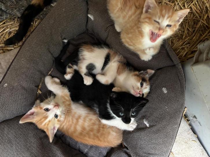 Kittens, Dieren en Toebehoren, Katten en Kittens | Raskatten | Korthaar, Kater