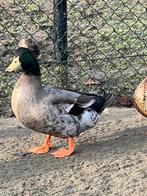 Mooi koppel kuifeenden, Dieren en Toebehoren, Meerdere dieren, Kip