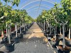 Vijgenboom / Vijgenbomen / Ficus carica in diverse maten, 100 tot 250 cm, Zomer, Volle zon, In pot