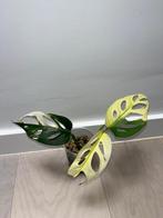 Monstera Adansonii Albo Variegata, Huis en Inrichting, Kamerplanten, Overige soorten, Minder dan 100 cm, Halfschaduw, Groene kamerplant