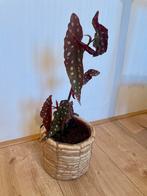 Baby Begonia Maculata - Stippenbegonia, Tuin en Terras, Vaste plant, Halfschaduw, Zomer, Ophalen