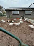 Mooie witte en bonte pauwen, Dieren en Toebehoren, Meerdere dieren, Overige soorten