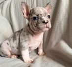 Knappe franse bulldog pups, Dieren en Toebehoren, Honden | Bulldogs, Pinschers en Molossers, 8 tot 15 weken, Meerdere, Meerdere dieren