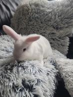 3  jongen leeuwenkop konijntjes, Dieren en Toebehoren, Konijnen, Meerdere dieren, Dwerg