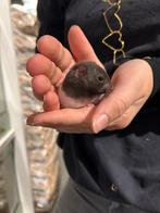 Syrische hamsters super lief en super tam., Dieren en Toebehoren, Knaagdieren, Hamster, Meerdere dieren, Tam, September