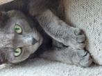 Goed tehuis gezocht, Dieren en Toebehoren, Katten en Kittens | Overige Katten, Poes