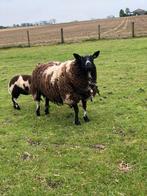 3 jarige luxe bonte ooi., Dieren en Toebehoren, Schaap, Vrouwelijk