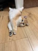 Britse korthaar ny12 kater 14 weken, Dieren en Toebehoren, Katten en Kittens | Raskatten | Korthaar, Kater, Ontwormd