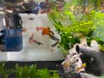 Guppy’s te koop, Vis