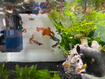 Guppy’s te koop beschikbaar voor biedingen