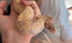 Koningspython/ Python Regius NK24, Dieren en Toebehoren, Slang, 0 tot 2 jaar