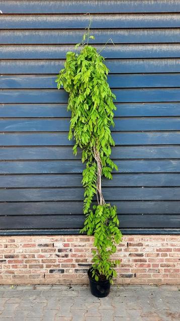 Wisteria sinensis 'Alba' ️🌿❗️witte regen️❗️🌿 beschikbaar voor biedingen