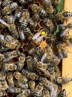 Bijenvolk carnica 6 ramer, Dieren en Toebehoren, Insecten en Spinnen, Bijen