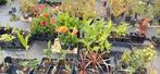 Canna soorten, Ophalen, Zomer, Overige soorten, Volle zon