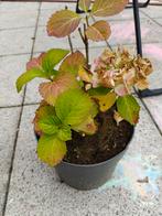 Hortensia in pot, Overige soorten, Vaste plant, Ophalen of Verzenden, Halfschaduw