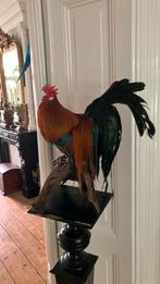 Onagadori haan., Ophalen of Verzenden, Zo goed als nieuw, Vogel, Opgezet dier