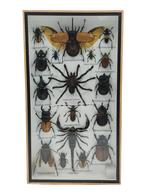 Insecten Box Verticaal | 18 Opgezette Insecten | 36x20 cm