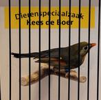 Japanse nachtegaal man, Dieren en Toebehoren, Vogels | Overige Vogels, Mannelijk, Geringd