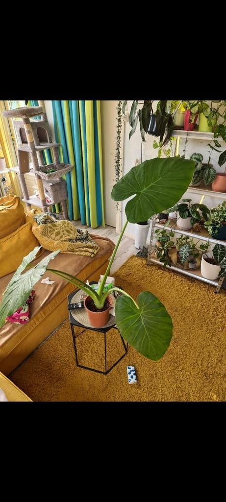 Grote Alocasia Olifantsoor Plant, Huis en Inrichting, Ophalen, 100 tot 150 cm, Overige soorten, Halfschaduw