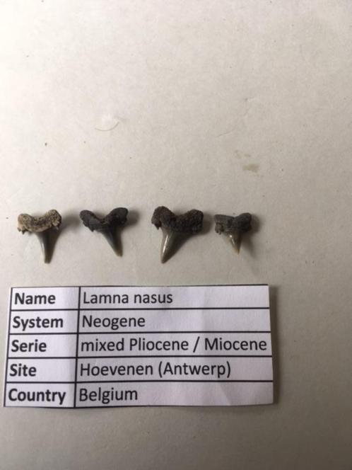 Haaientanden ui Hoevenen: Lamna nasus, Verzamelen, Mineralen en Fossielen, Mineraal, Ophalen of Verzenden
