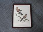 Pestvogels - oude gravure, Ophalen of Verzenden, Zo goed als nieuw, Overige materialen, Overige typen