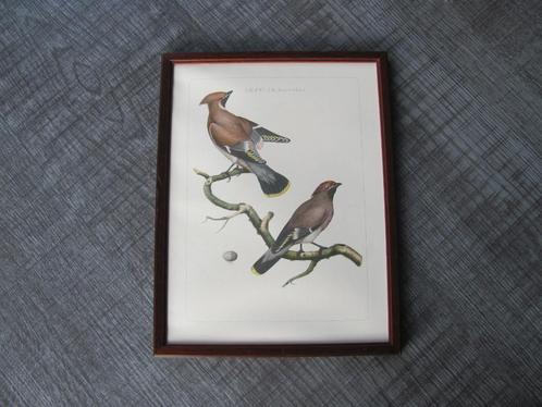 Pestvogels - oude gravure, Dieren en Toebehoren, Vogels | Hokken en Kooien, Zo goed als nieuw, Overige typen, Overige materialen