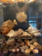 1 grote echte opgezette stekel Zee Egel of kogel, Ophalen of Verzenden, Zo goed als nieuw, Overige soorten, Opgezet dier