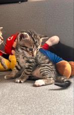 Europees kort haar kitten’s, Dieren en Toebehoren, Katten en Kittens | Raskatten | Korthaar, Poes