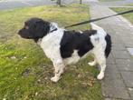 Friese stabij dekreu (bruin) aangeboden, Reu, CDV (hondenziekte), Eén hond, 3 tot 5 jaar