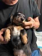 Mooi lang harige kaninchen teckels, Dieren en Toebehoren, Honden | Teckels en Dashonden, Kaninchen, België, Particulier, Rabiës (hondsdolheid)