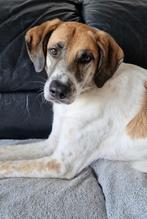 Rustige Berta zoekt huis., Dieren en Toebehoren, Honden | Niet-rashonden, Rabiës (hondsdolheid), 1 tot 2 jaar, Teef, Eén hond