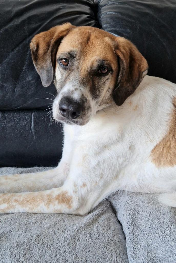 Rustige Berta zoekt huis., Dieren en Toebehoren, Honden | Niet-rashonden, Middel, Teef, Particulier, Eén hond, Nederland, 1 tot 2 jaar