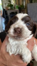 Unieke kruising Cocker Spaniel / Maltezer Silky Cocker mini, Dieren en Toebehoren, Overige rassen, CDV (hondenziekte), 8 tot 15 weken