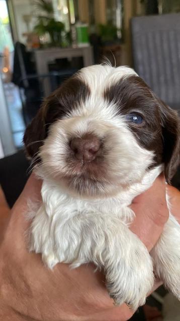 Unieke kruising Cocker Spaniel / Maltezer mini beschikbaar voor biedingen