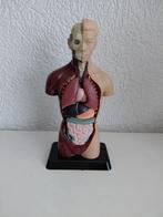 Anatomisch model, Ophalen of Verzenden