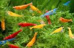 Neocaridina Happy mix garnalen., Dieren en Toebehoren, Vissen | Aquariumvissen, Kreeft, Krab of Garnaal, Zoetwatervis