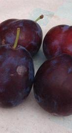 Gezocht: Enthout van sterke pruimenvarieteiten, Tuin en Terras, Ophalen of Verzenden, Minder dan 100 cm, Pruimenboom, Lente