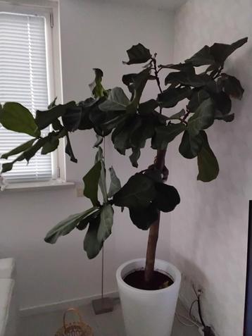 Grote Ficus Lyrata & Tabaksplant - Blikvanger! beschikbaar voor biedingen