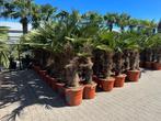 Trachycarpus wagnerianus palmbomen met 80/100cm stamhoogte!, In pot, Halfschaduw, Ophalen of Verzenden, 100 tot 250 cm