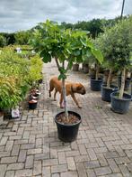 Vijgenbomen op stam, Ophalen, Zomer, Volle zon, 100 tot 250 cm