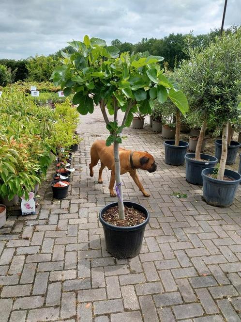 Vijgenbomen op stam, Tuin en Terras, Planten | Bomen, 100 tot 250 cm, Volle zon, Zomer, Ophalen