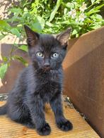 Nog 2 beschikbaar - Kittens - geboren op 2 mei, Meerdere dieren