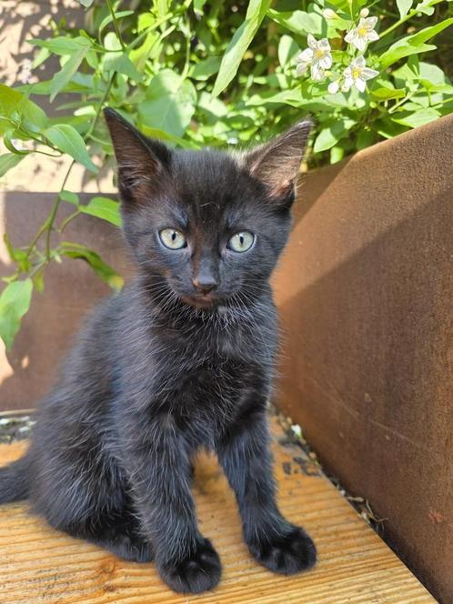 Nog 2 beschikbaar - Kittens - geboren op 2 mei, Dieren en Toebehoren, Katten en Kittens | Overige Katten, Meerdere dieren