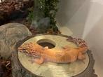 Luipaard gekko + terrarium, Dieren en Toebehoren, Hagedis, Met terrarium, 0 tot 2 jaar
