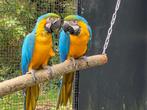 Koppel blauwgele ara, Dieren en Toebehoren, Vogels | Parkieten en Papegaaien, Meerdere dieren, Papegaai, Pratend
