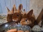 Gratis in brengen van u konijnen of cavia s, Dieren en Toebehoren, Konijnen, Meerdere dieren